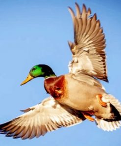 Flying Duck Paint by numbers