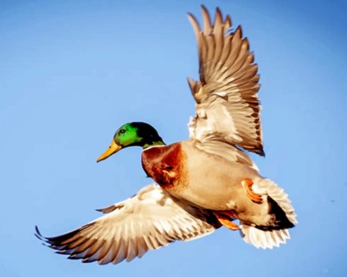 Flying Duck Paint by numbers