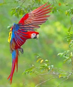 Flying Scarlet Macaw Paint by numbers