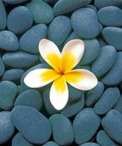 Frangipani And Stones Paint by numbers