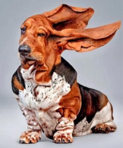 Funny Basset Hound Paint by numbers