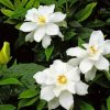 Gardenias Flowers Paint by numbers