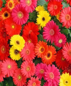 gerberas paint by number