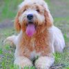 Golden Doodles Paint by numbers