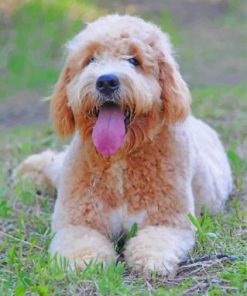 Golden Doodles Paint by numbers