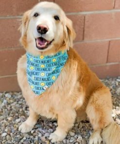 Golden Doodle Paint by numbers