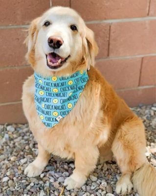 Golden Doodle Paint by numbers