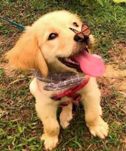 Golden Retriever And Butterfly Paint by numbers
