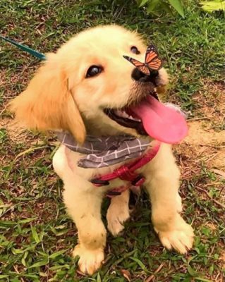 Golden Retriever And Butterfly Paint by numbers
