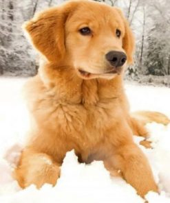 Golden Retriever In The Snow Paint by numbers