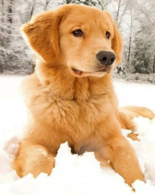 Golden Retriever In The Snow Paint by numbers