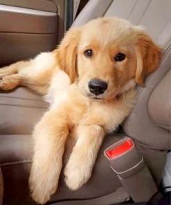 Golden Retrievers Paint by numbers Paint by numbers