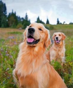 Golden Retrievers Paint by numbers