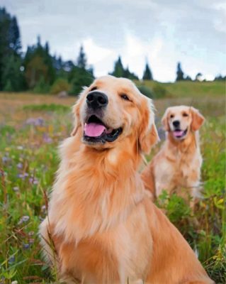 Golden Retrievers Paint by numbers