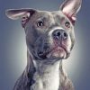 Gray Pit bull Dog Animal Paint by numbers