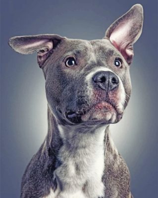 Gray Pit bull Dog Animal Paint by numbers