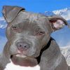 Gray Pitbull Paint by numbers