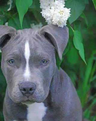 Gray Pit bull Dog Paint by numbers