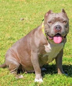 Pit bull Puppy Paint by numbers