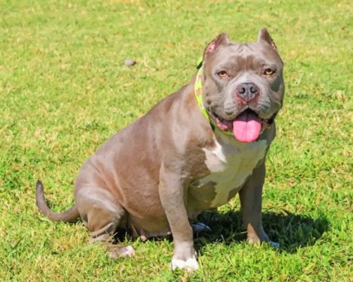 Pit bull Puppy Paint by numbers