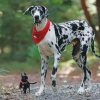 Great Dane Dog Animal paint by numbers