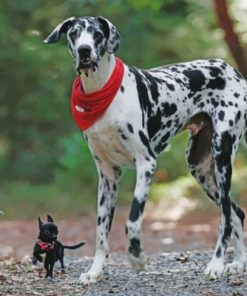 Great Dane Dog Animal paint by numbers