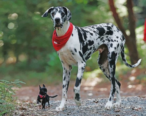 Great Dane Dog Animal paint by numbers
