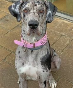 Great Dane Dog paint by numbers