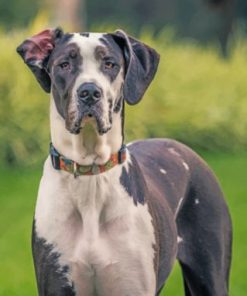Great Dane Dog Paint by numbers