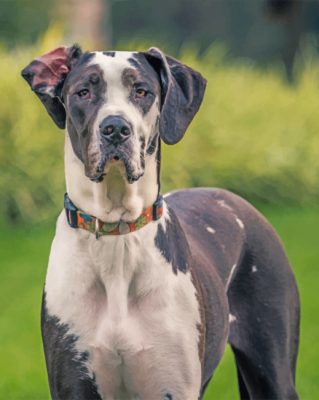 Great Dane Dog Paint by numbers