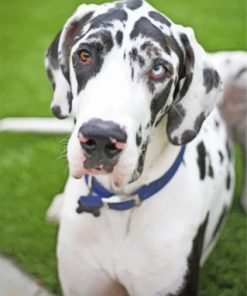 Great Dane Dog Paint by numbers