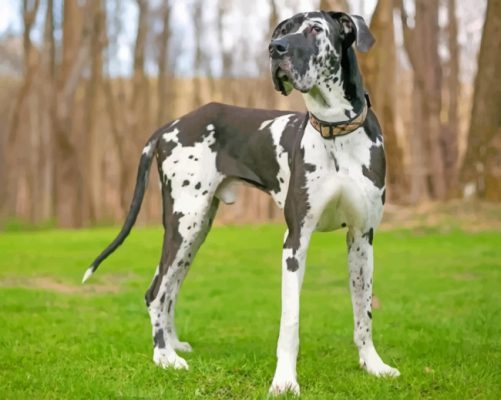 Great Dane Dog Pet Paint by numbers