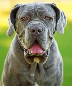 Grey Mastiff Paint by numbers