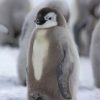 Grey Penguin Paint by numbers
