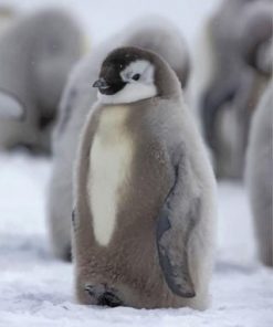 Grey Penguin Paint by numbers