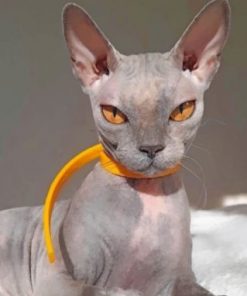 Grey Sphynx Cat Paint by numbers