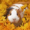 guinea pig paint by numbers