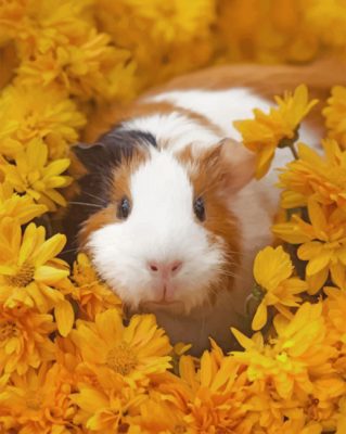 guinea pig paint by numbers