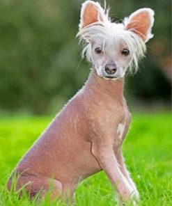 Hairless Chinese Crested Paint by numbers