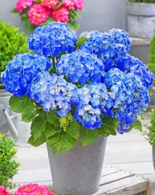 Happily Hydrangea Flowers Paint by numbers