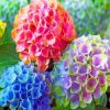 Happily Hydrangea Paint by numbers