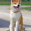 Happy Akita paint by numbers