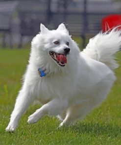 happy-american-eskimo-dog-paint-by-numbers-1