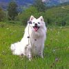 happy-american-eskimo-dog-paint-by-numbers