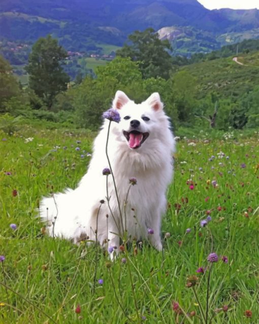 happy-american-eskimo-dog-paint-by-numbers