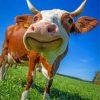 Happy Cow Paint by numbers