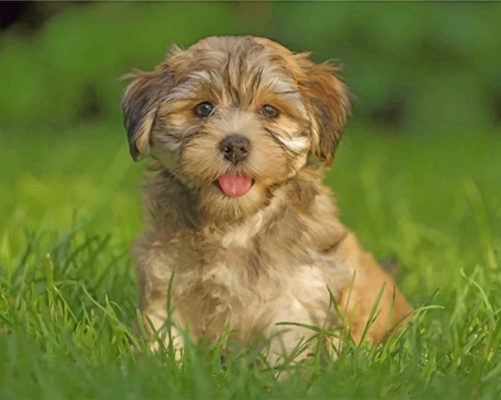 Havanese Dog Paint by numbers