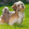 Havanese Dog Paint by numbers