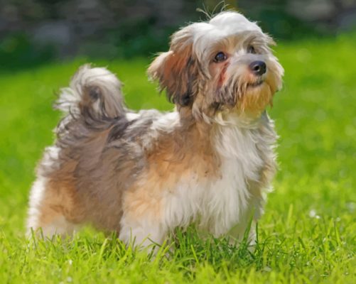 Havanese Dog Paint by numbers