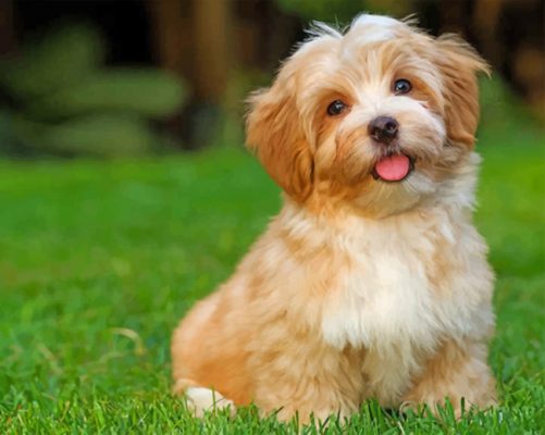 Havanese Dog Animal Paint by numbers